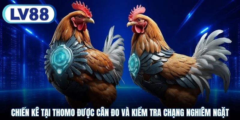 Chiến kê tại Thomo được cân đo và kiểm tra chạng nghiêm ngặt